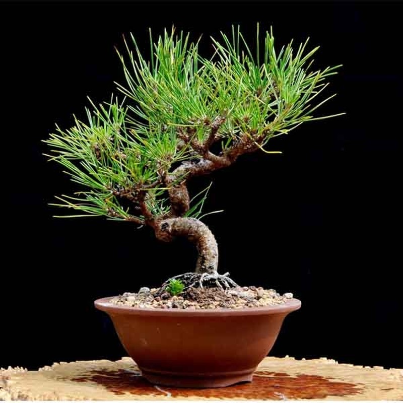 Me tit bo suu tap nhung kiet tac bonsai dep khong tuong-Hinh-9