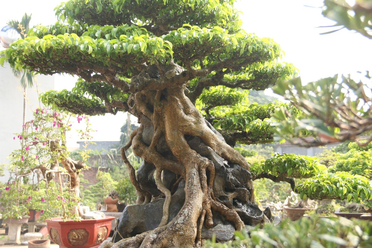 Ngam sanh co dang phuong khien gioi choi cay “sung sot