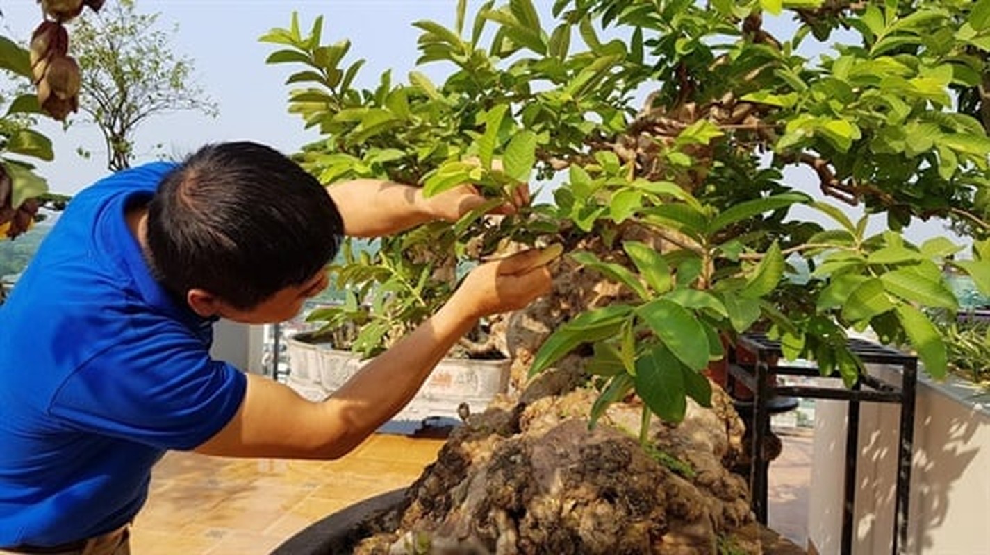 Ngam oi bonsai 300 tuoi khien dai gia “dung ngoi khong yen