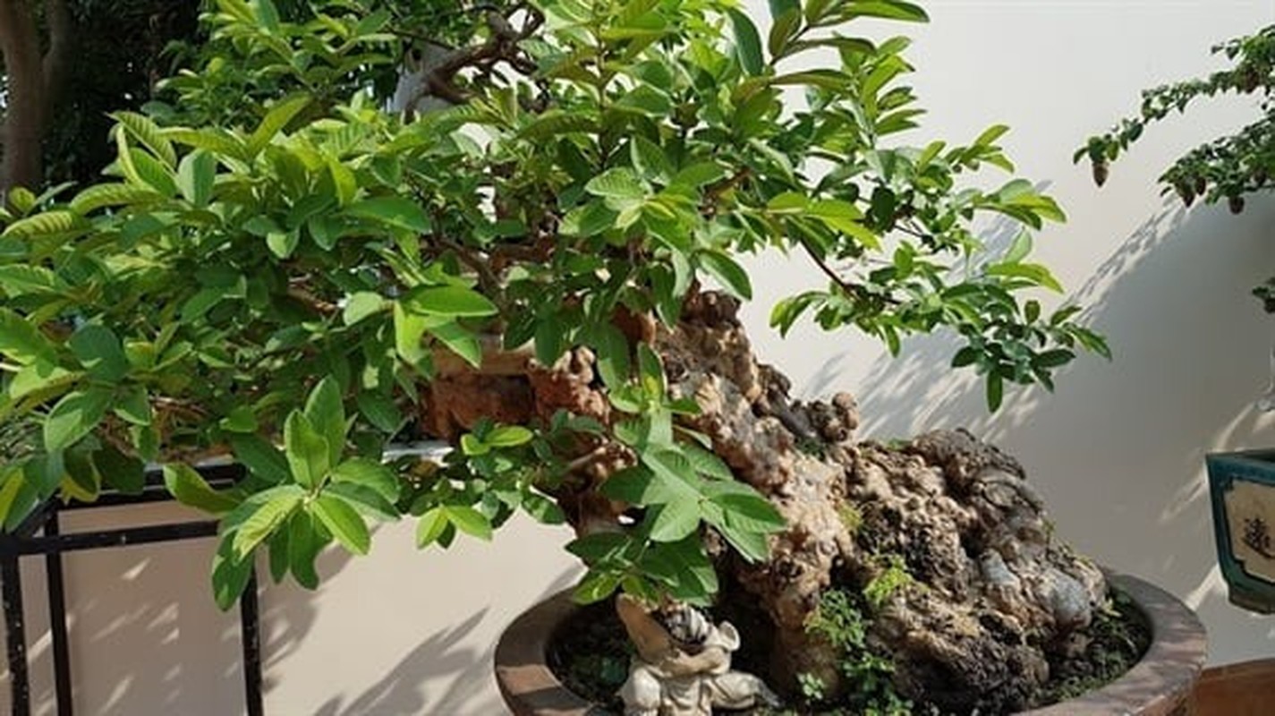 Ngam oi bonsai 300 tuoi khien dai gia “dung ngoi khong yen