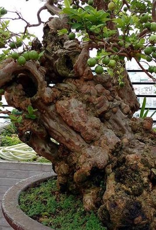 Ngam oi bonsai 300 tuoi khien dai gia “dung ngoi khong yen