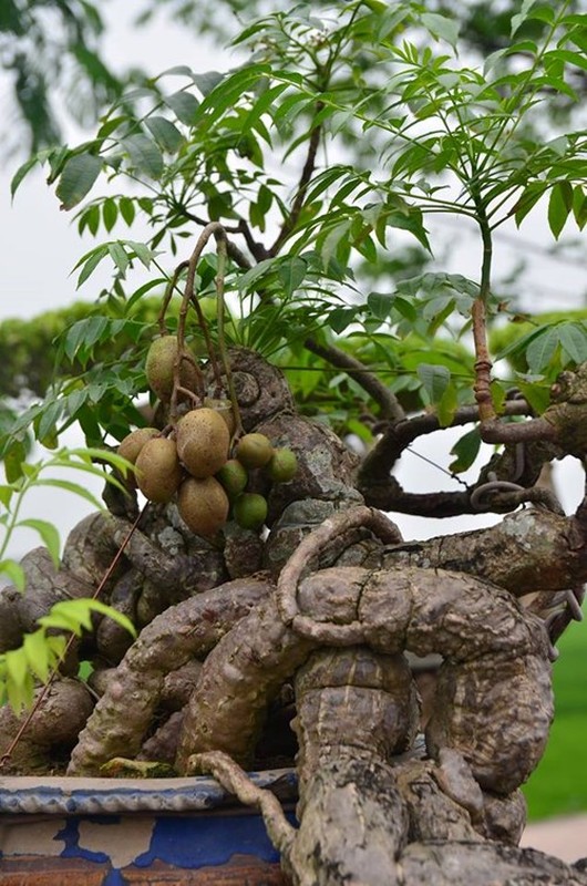 10 loai cay an qua bonsai cho dang dep “say long“-Hinh-4