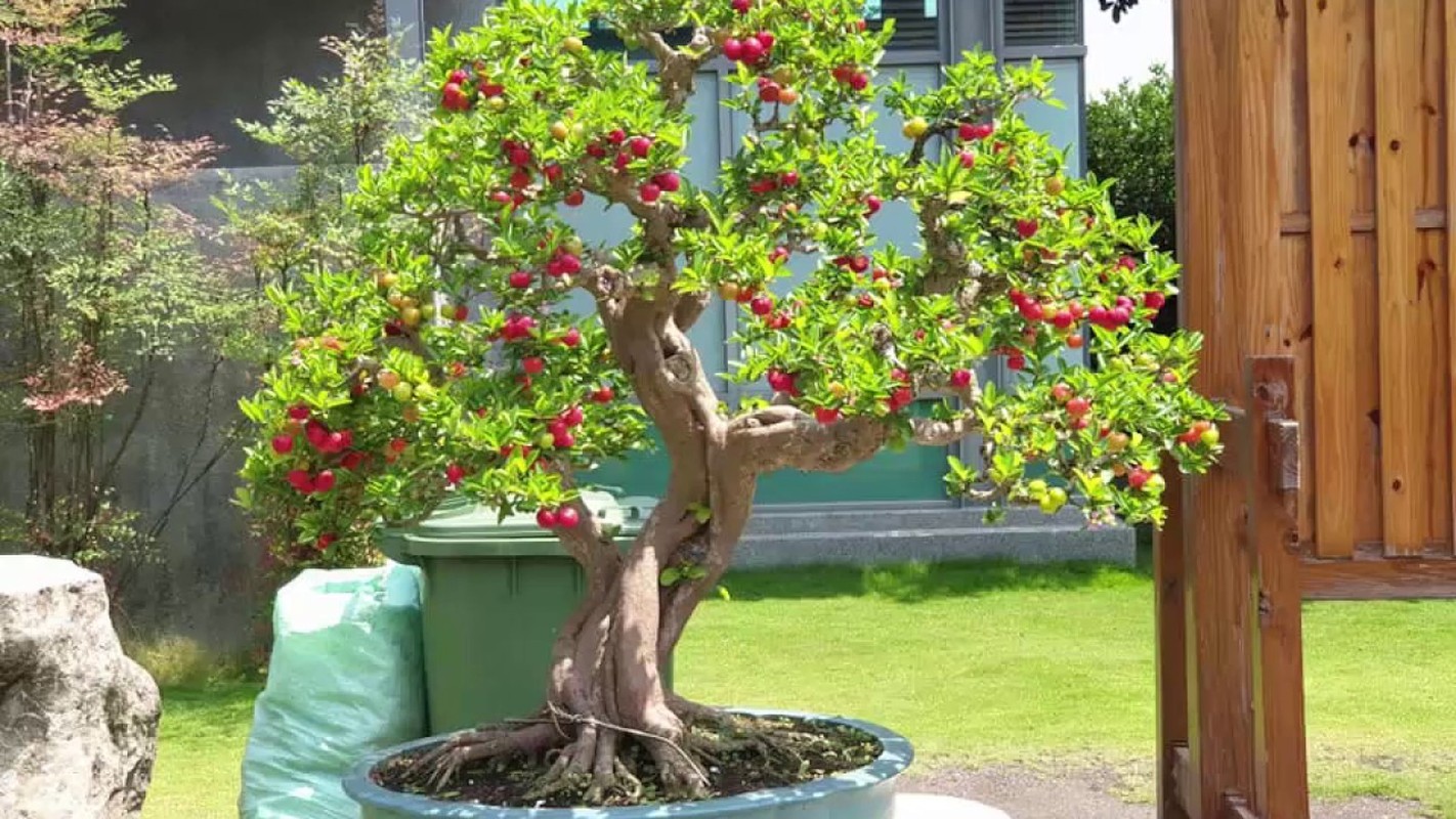 10 loai cay an qua bonsai cho dang dep “say long“-Hinh-5