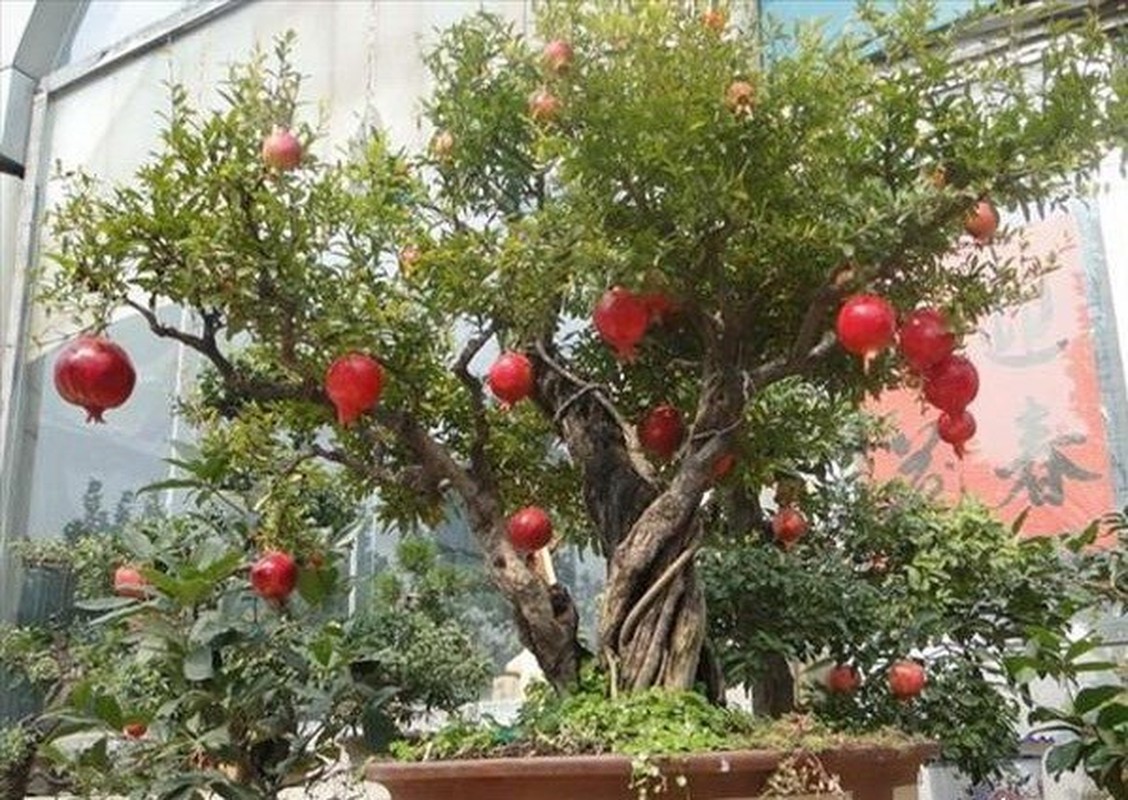 10 loai cay an qua bonsai cho dang dep “say long“-Hinh-7