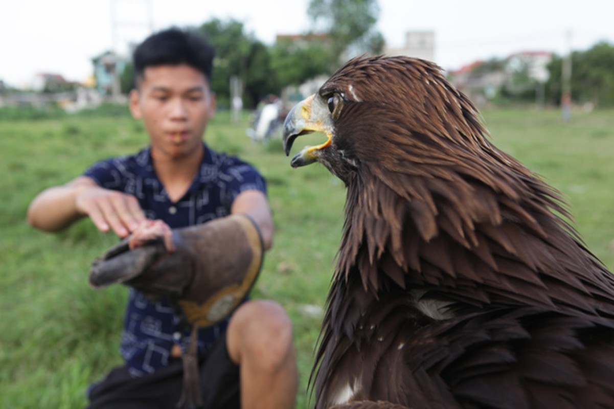 Bat mi loai chim du khien nguoi Viet vung “nui tien” mua lam canh-Hinh-11