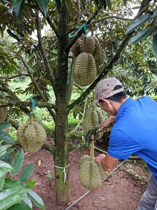 Bau Duc va nhung phat ngon an tuong ve sau rieng-Hinh-4