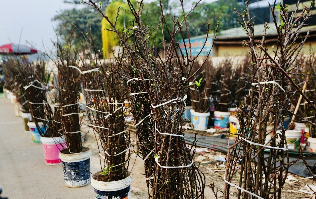 Chua Tet, nguoi Ha Noi chi tien trieu choi hoa le, man rung