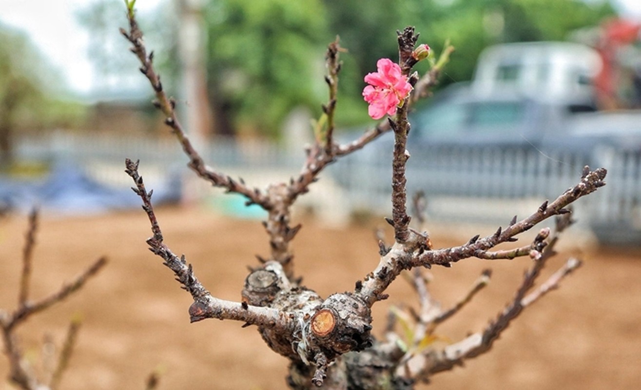 Ngam dao tien Vua gia chuc trieu “ngu” dieu hoa cho don Tet-Hinh-4