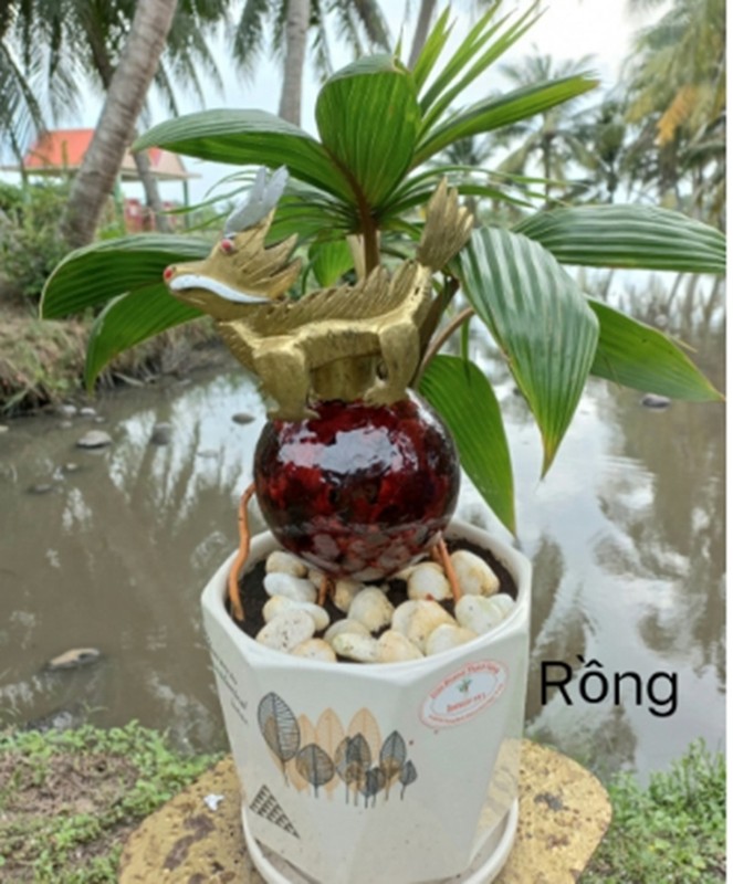Rong vang om dua bonsai “ngong” khach ruoc ve choi Tet Giap Thin 2024-Hinh-6