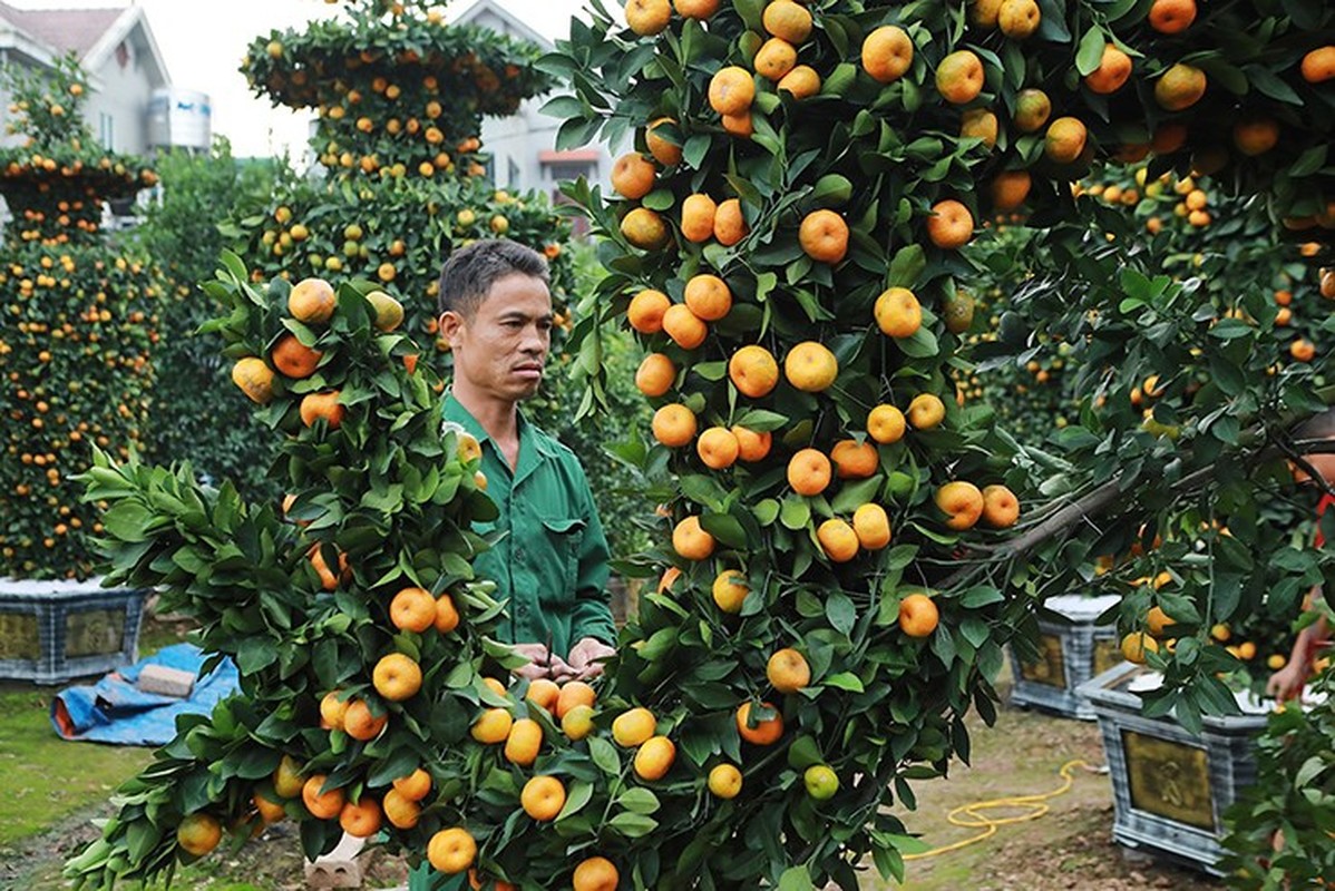 Chiem nguong quyt hinh rong khong lo don Tet Giap Thin 2024-Hinh-5