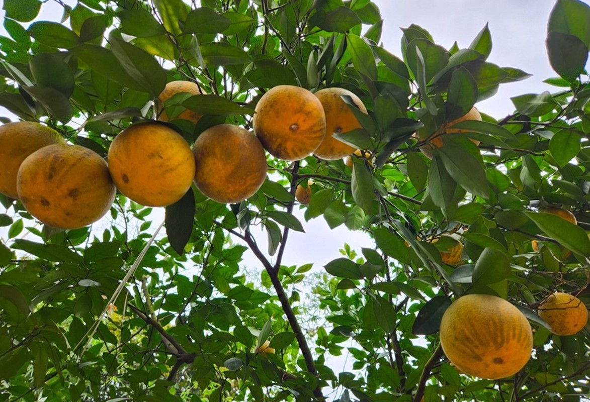 Nhung dac san “tien vua” luon “chay hang” dip Tet