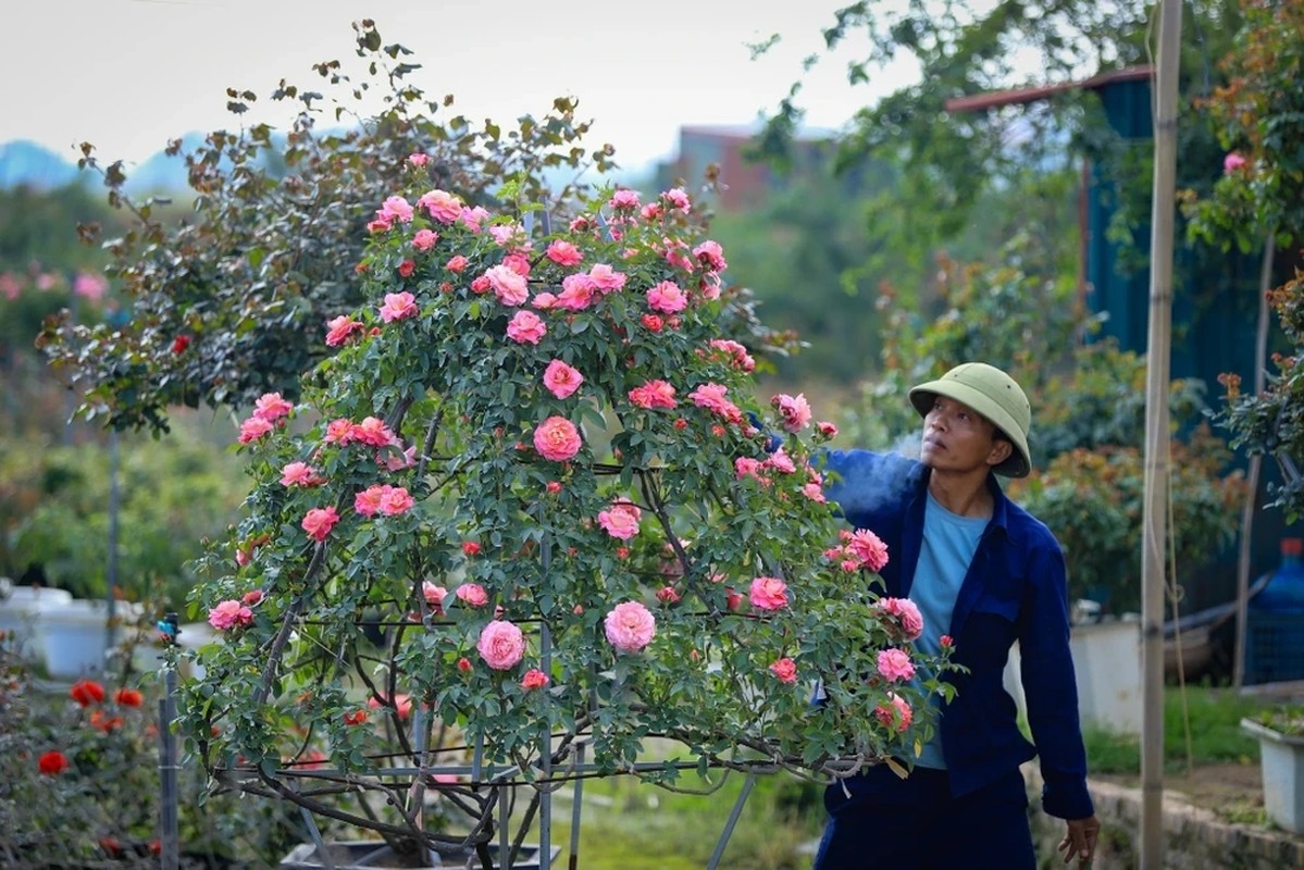 Vung hoa ngoai thanh Ha Noi hoi ha vao vu Tet Giap Thin-Hinh-2