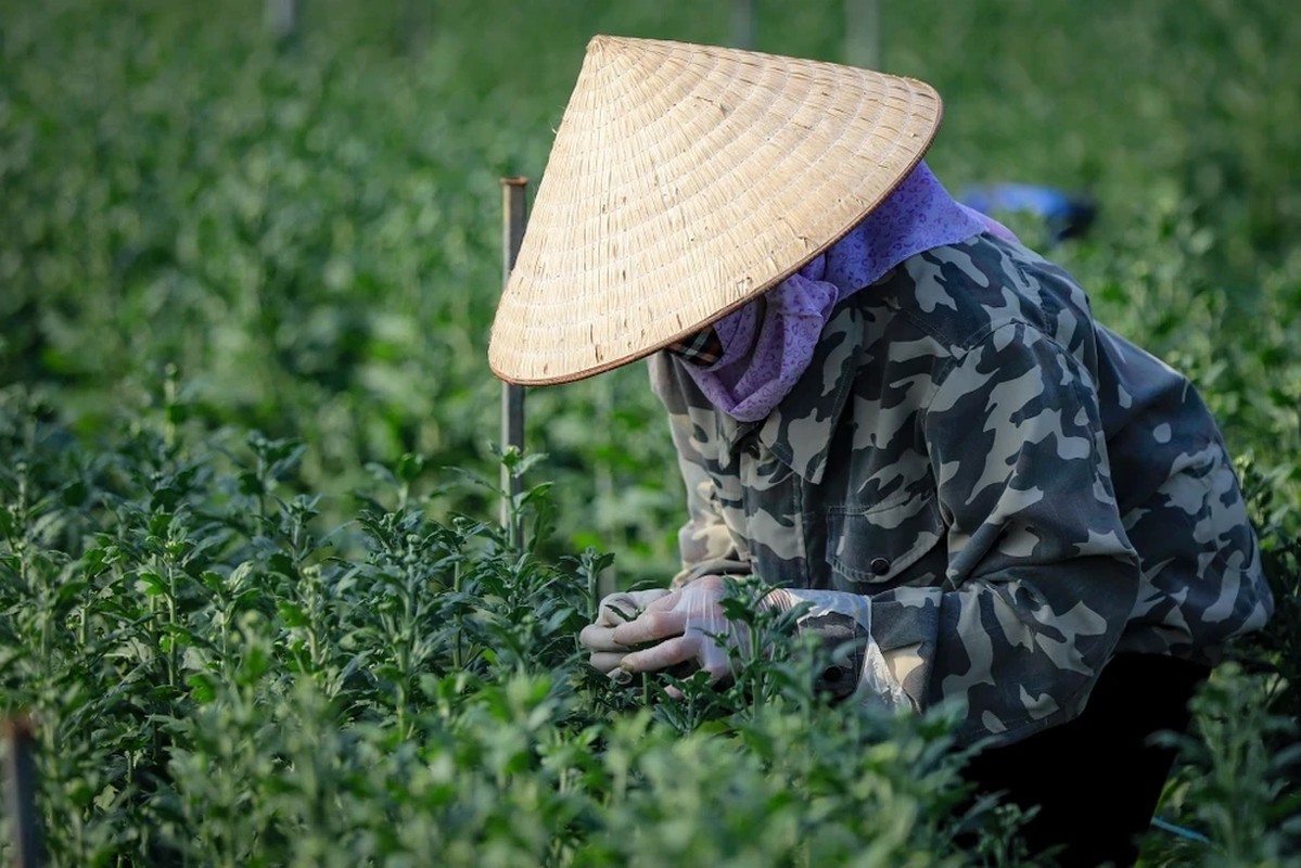 Vung hoa ngoai thanh Ha Noi hoi ha vao vu Tet Giap Thin-Hinh-5