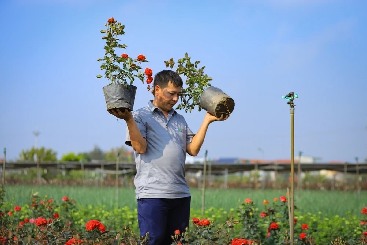 Vung hoa ngoai thanh Ha Noi hoi ha vao vu Tet Giap Thin-Hinh-8