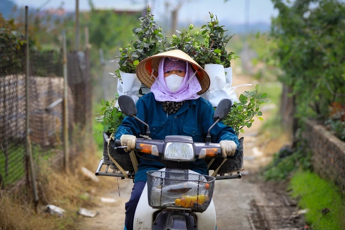 Vung hoa ngoai thanh Ha Noi hoi ha vao vu Tet Giap Thin-Hinh-9