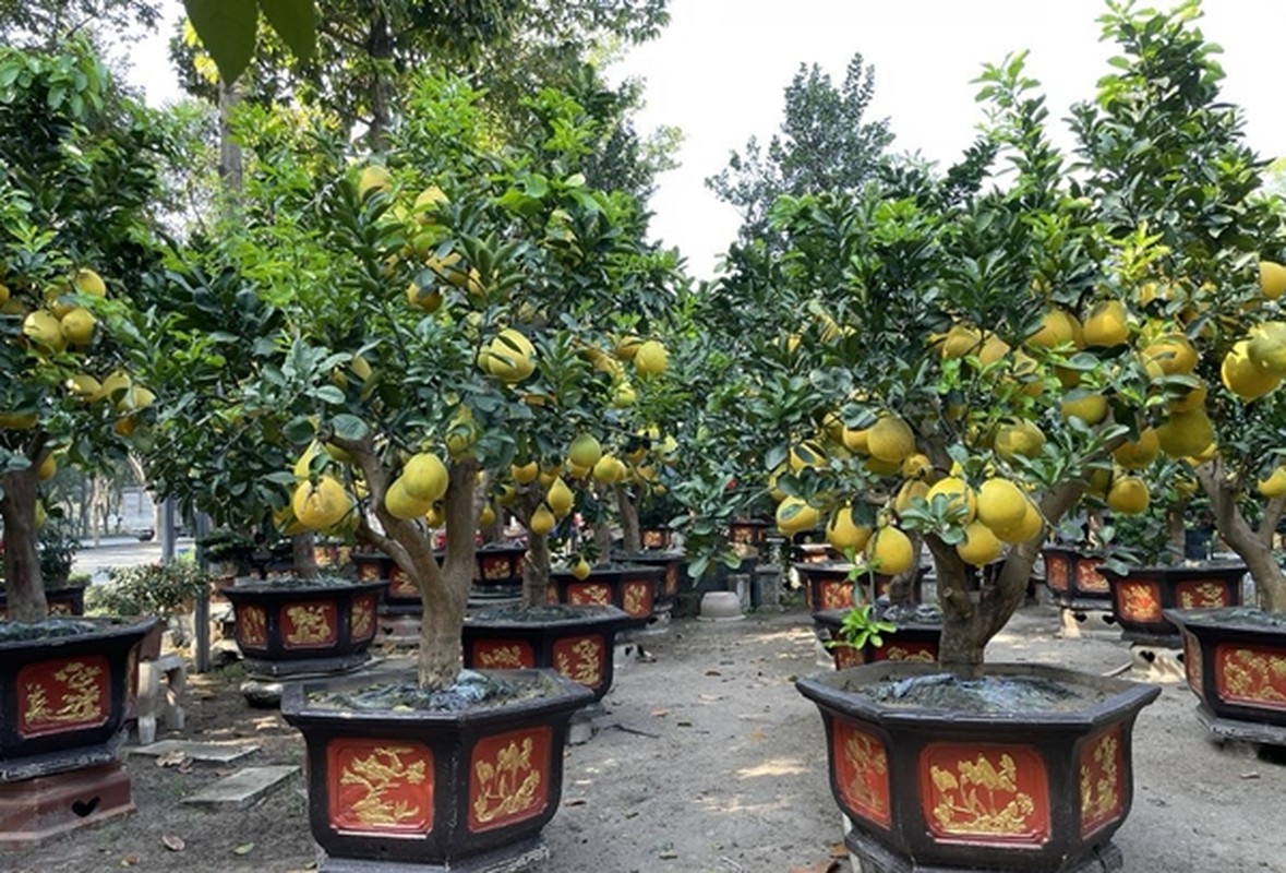Buoi bonsai vang ruc, hang chuc trieu xuong pho don Tet Giap Thin 2024-Hinh-10