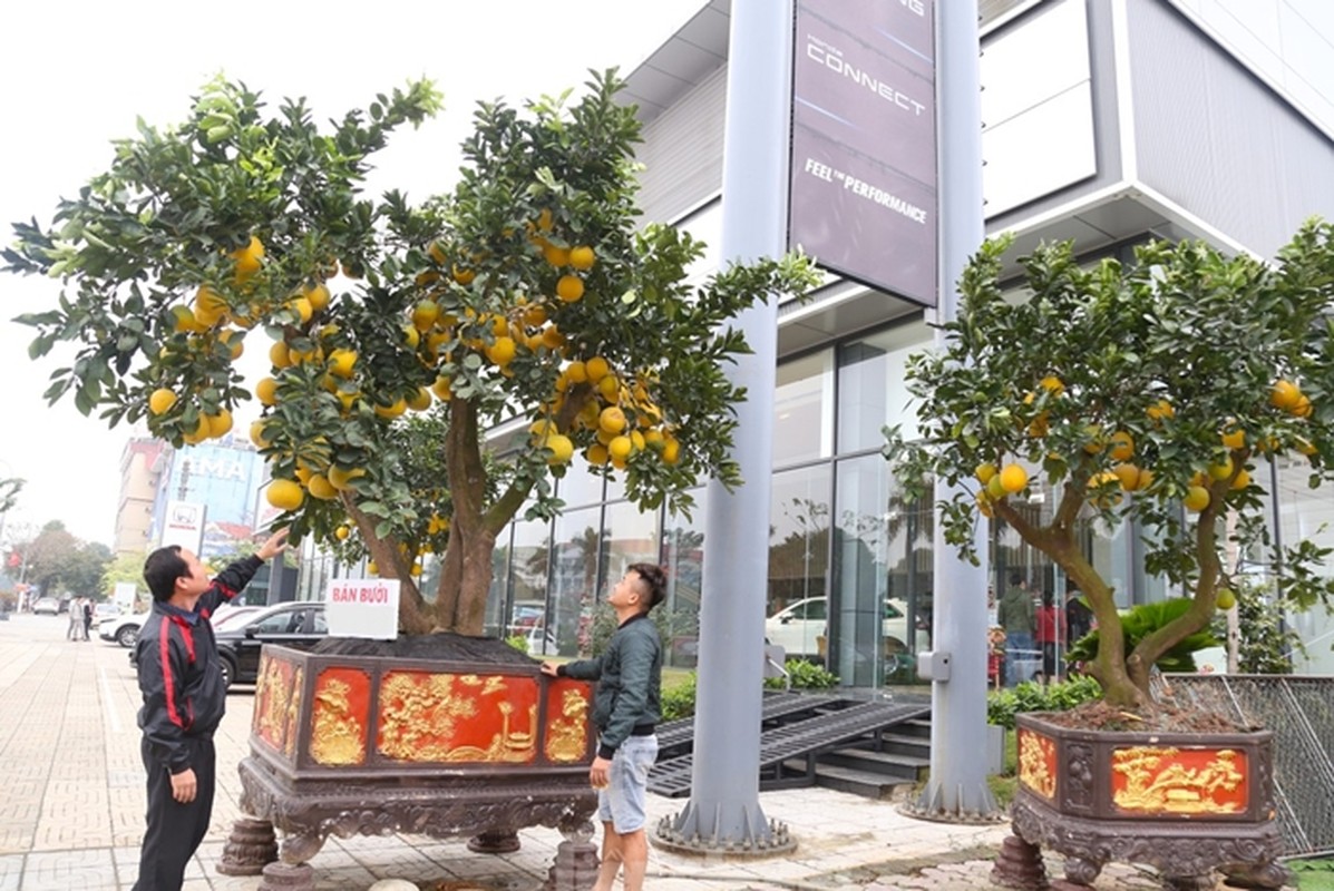 Buoi bonsai vang ruc, hang chuc trieu xuong pho don Tet Giap Thin 2024-Hinh-2