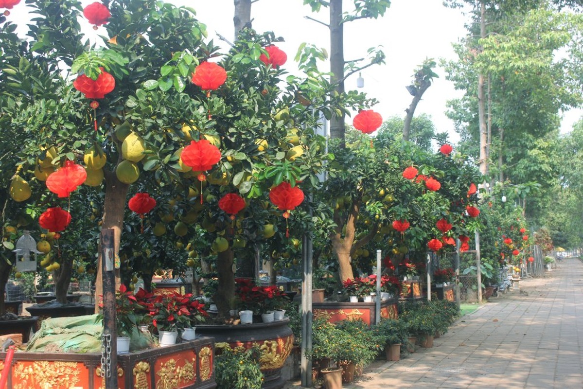Buoi bonsai vang ruc, hang chuc trieu xuong pho don Tet Giap Thin 2024-Hinh-6