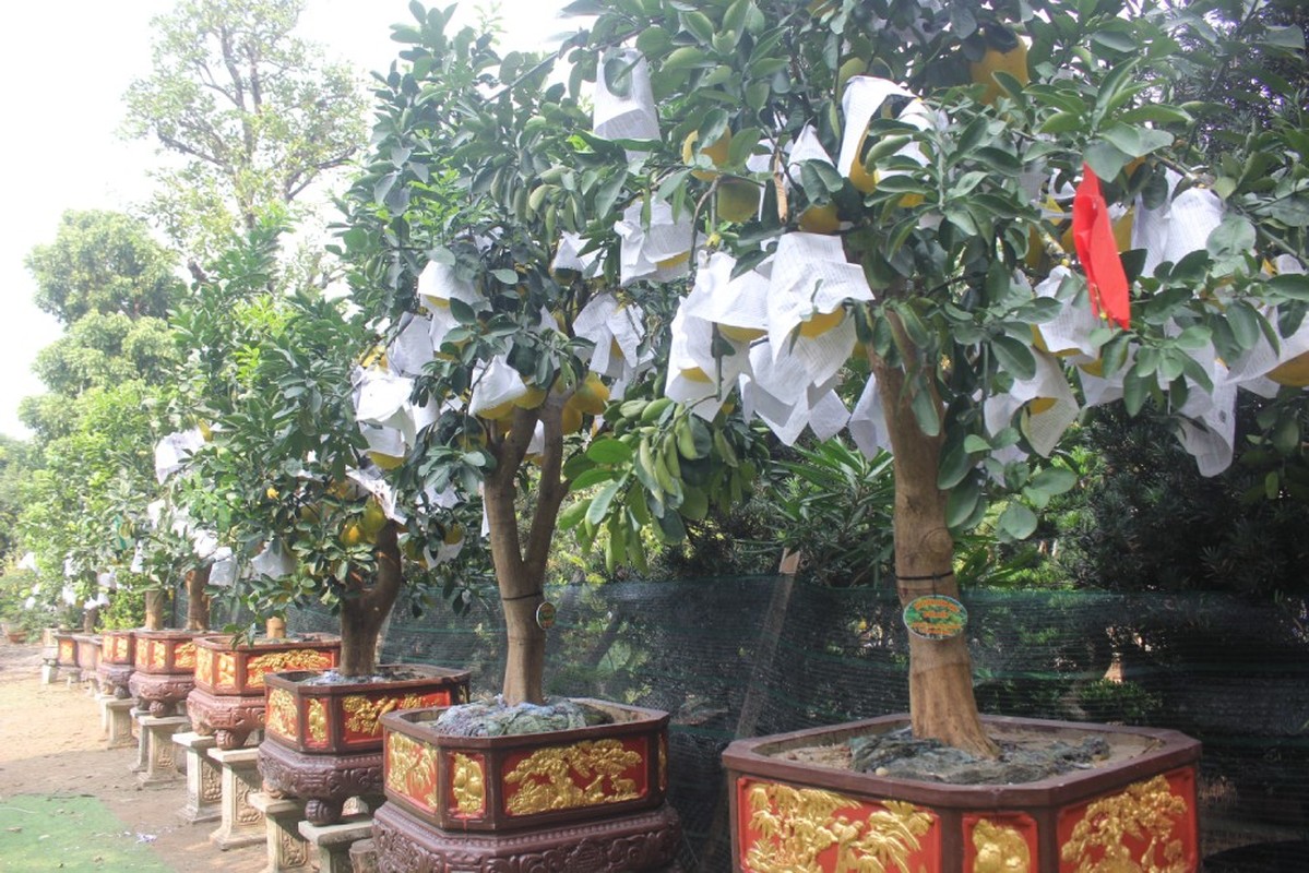 Buoi bonsai vang ruc, hang chuc trieu xuong pho don Tet Giap Thin 2024-Hinh-9