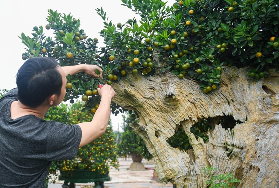 3 loai quat bonsai doc la hut khach choi Tet Giap Thin 2024-Hinh-10