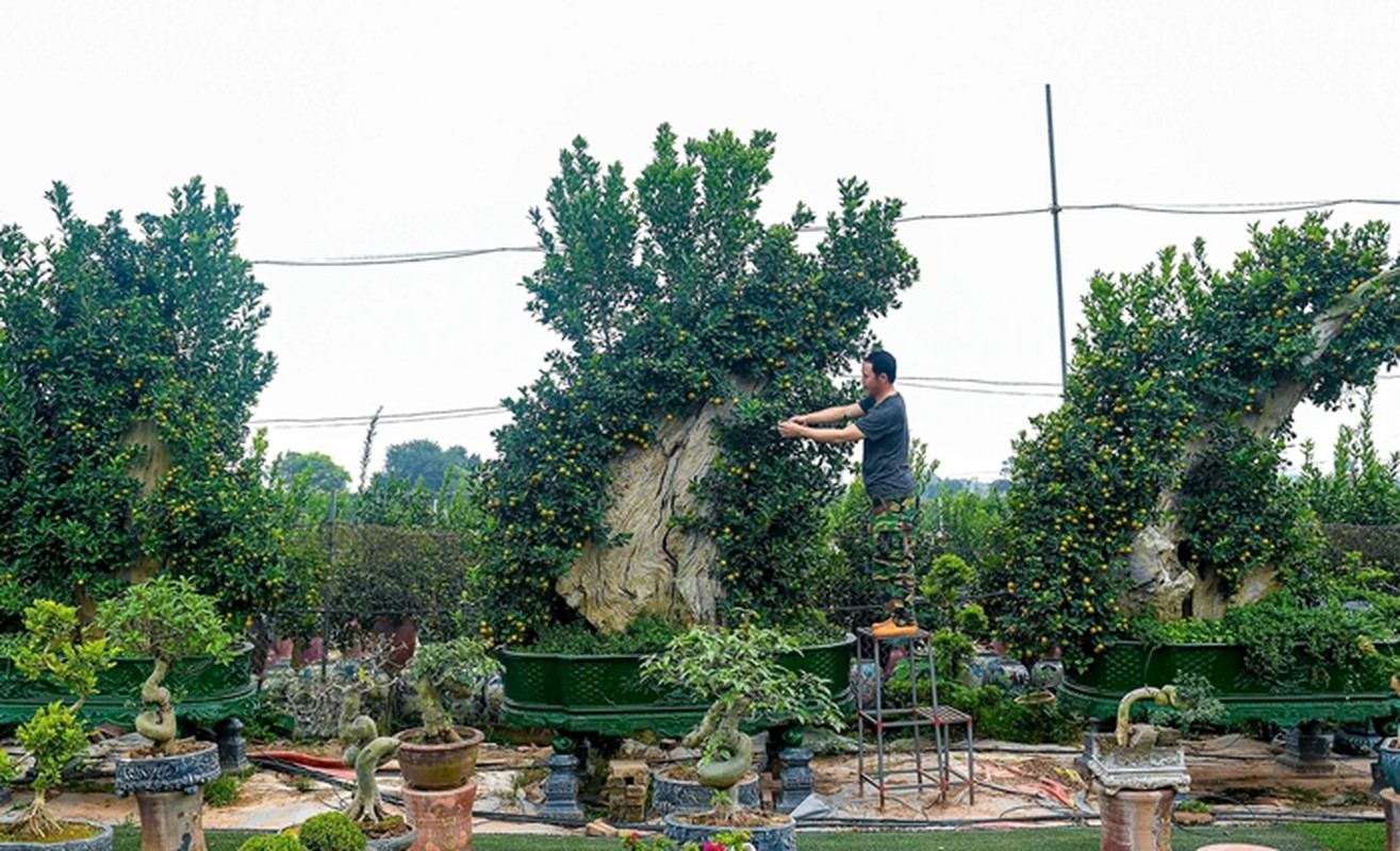 View - 	3 loại quất bonsai độc lạ hút khách chơi Tết Giáp Thìn 2024 