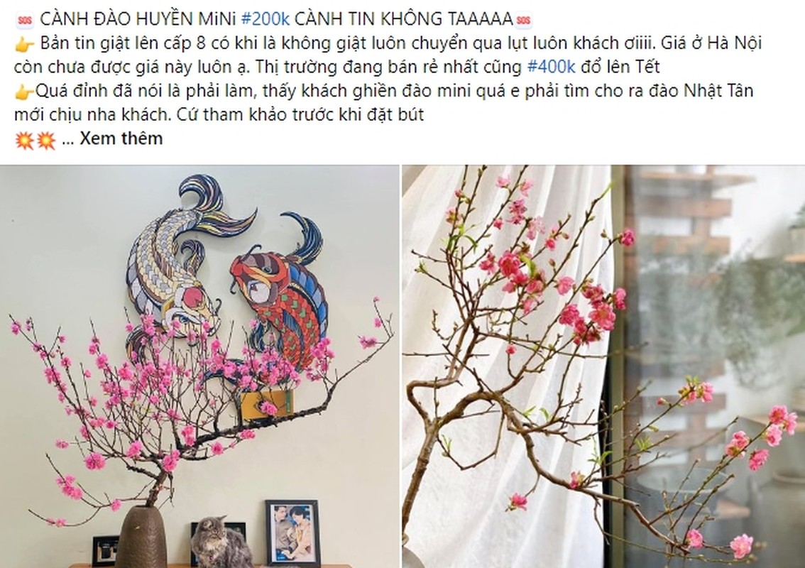 Dao huyen mini do bo cho mang, hut khach choi Tet 2024-Hinh-2