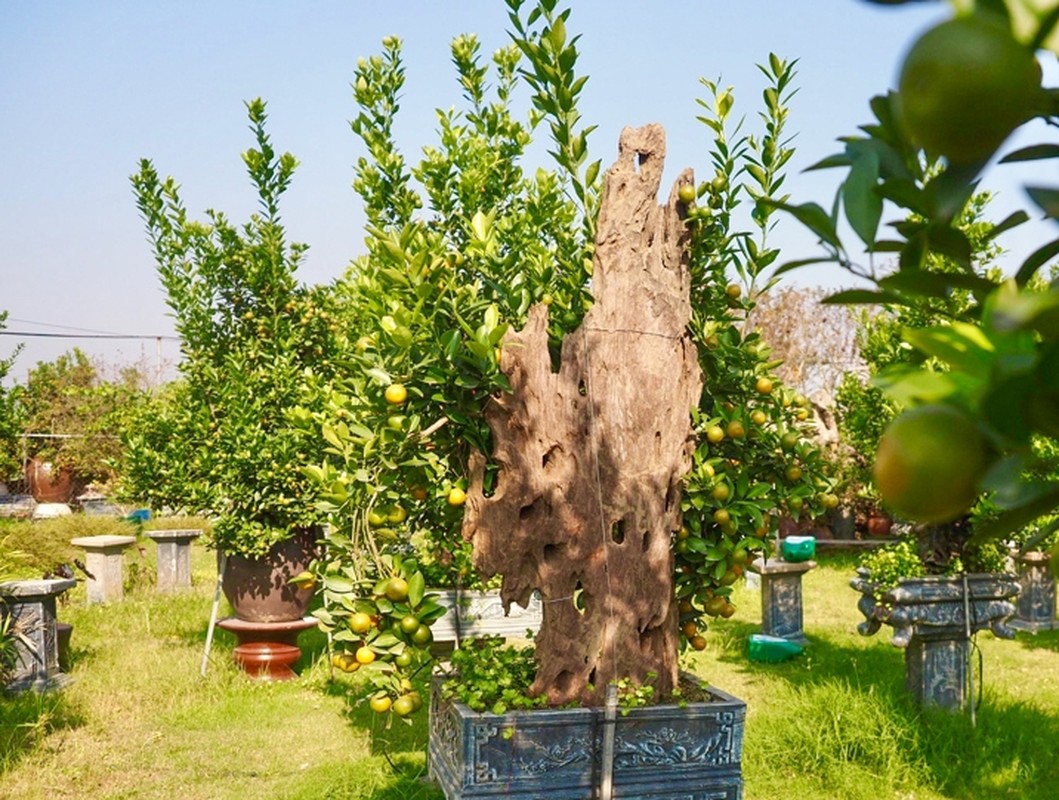 Chiem nguong loat bonsai go lua doc la don Tet 2024-Hinh-3