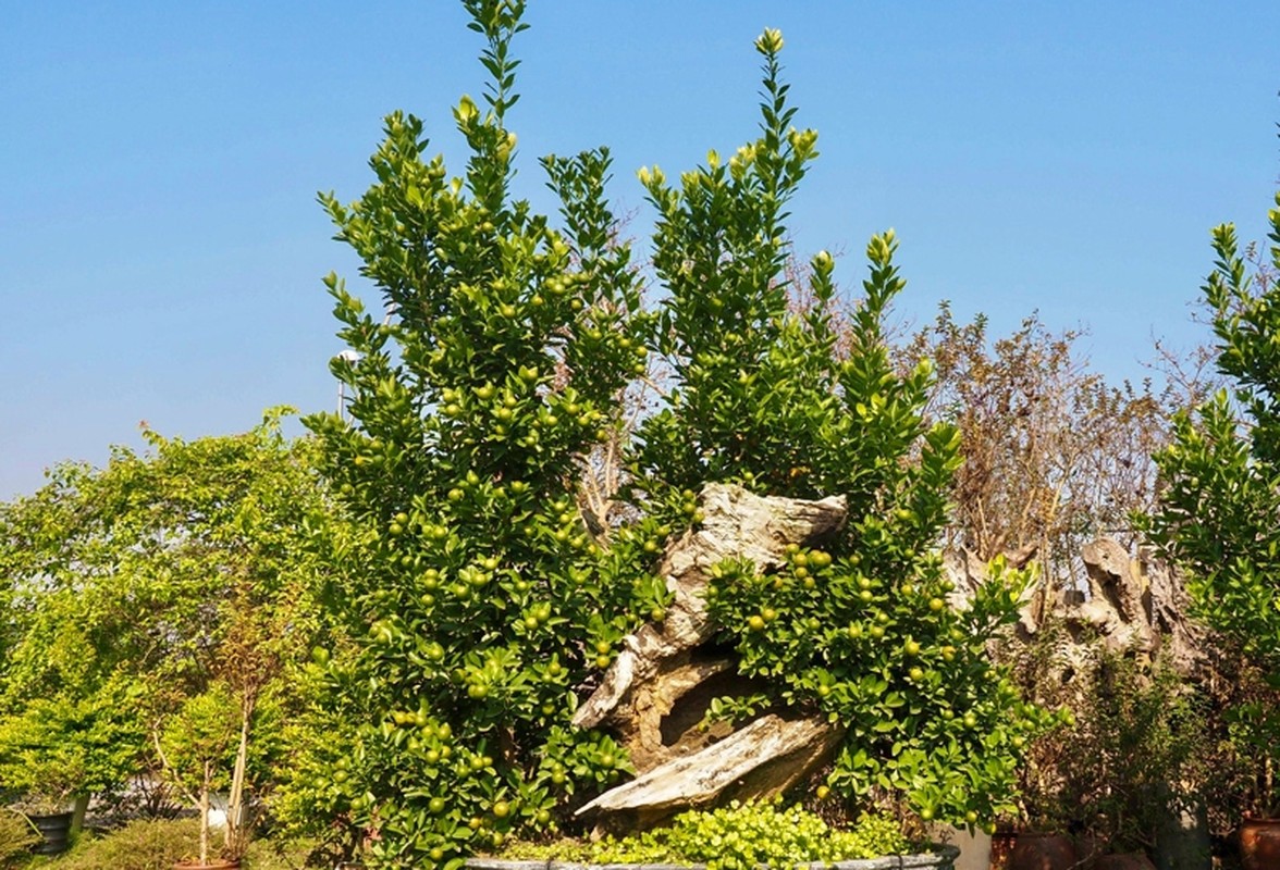 Chiem nguong loat bonsai go lua doc la don Tet 2024