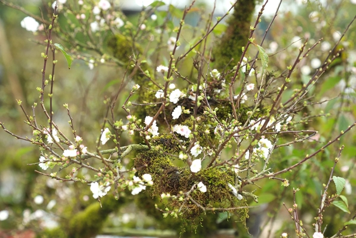 Ngam nhat chi mai gia chuc trieu hut khach choi Tet-Hinh-4