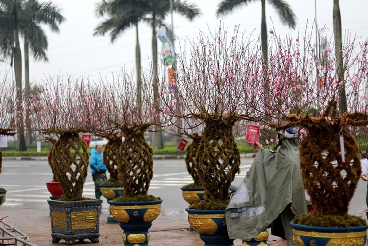 View - 	3 loại đào độc lạ gây sốt thị trường Tết Nguyên đán 2024