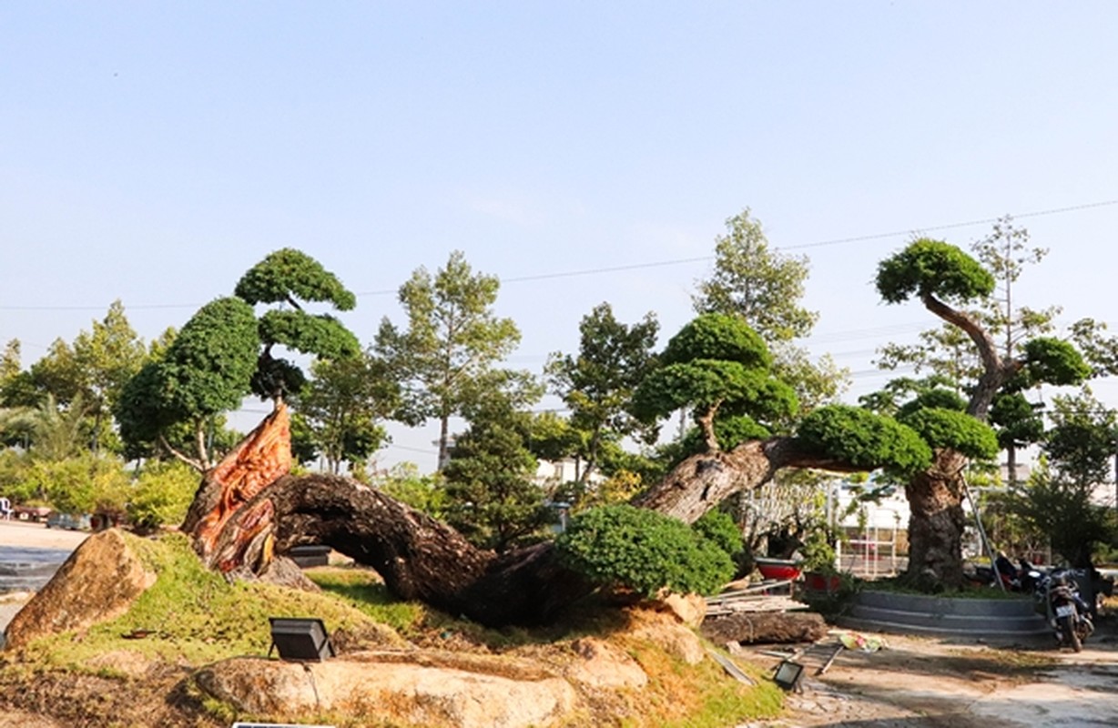 View - 	Loạt bonsai hình rồng độc đáo hút khách Tết Giáp Thìn 2024 