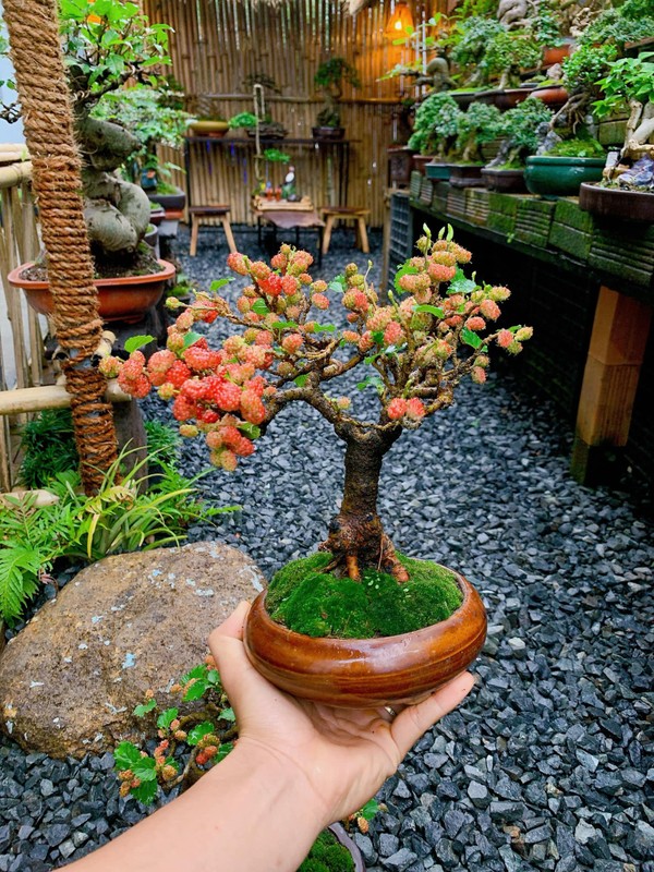 View - 	Ngắm bonsai dâu tằm vài chục triệu khiến người chơi “móc ví“
