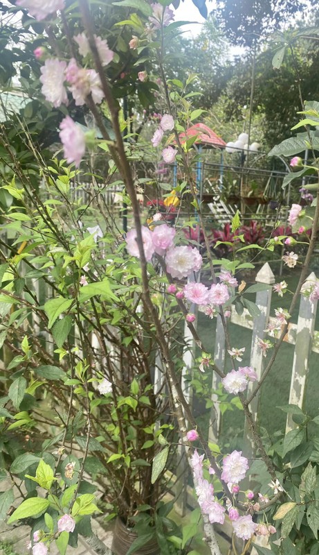 View - 	Khu vườn rực sắc hoa trong biệt thự 1.000m2 của NSND Thanh Hoa