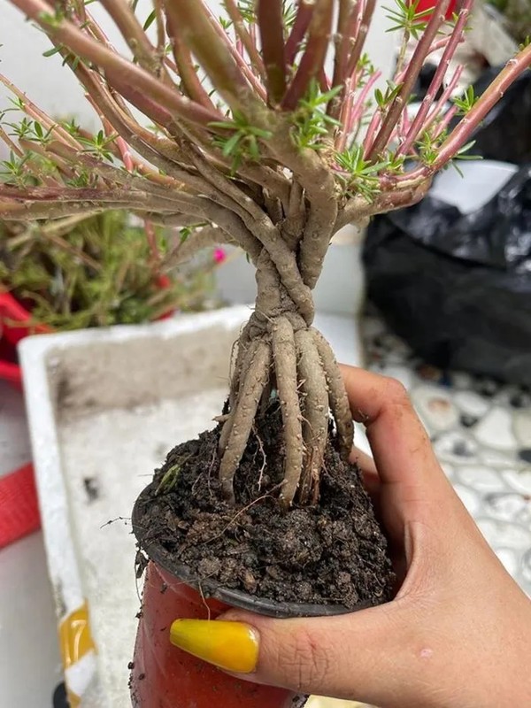 Ngo ngang cay dai moc day duong thanh bonsai giup tieu thuong hot bac-Hinh-3