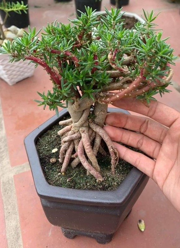 Ngo ngang cay dai moc day duong thanh bonsai giup tieu thuong hot bac-Hinh-5