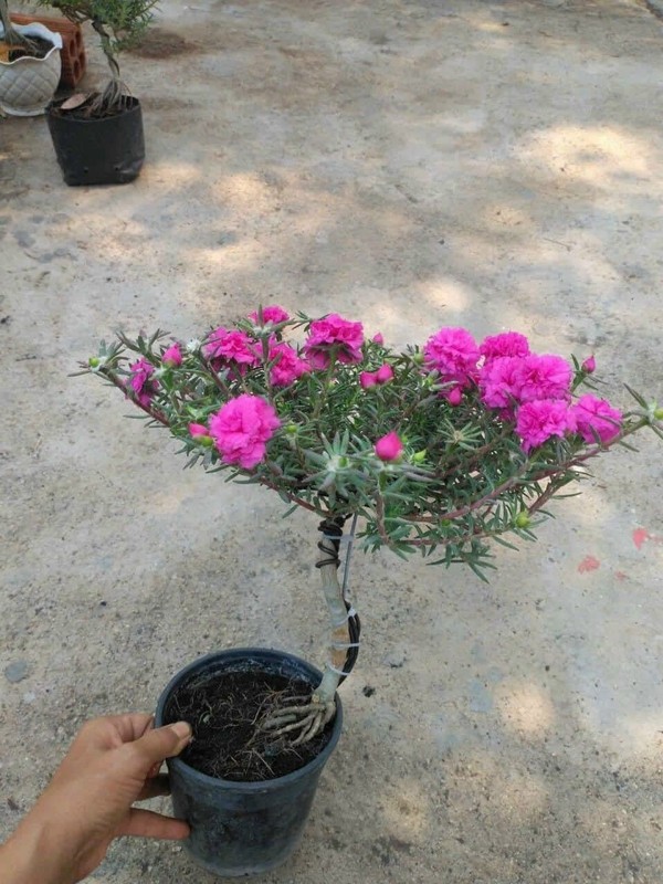 Ngo ngang cay dai moc day duong thanh bonsai giup tieu thuong hot bac-Hinh-9