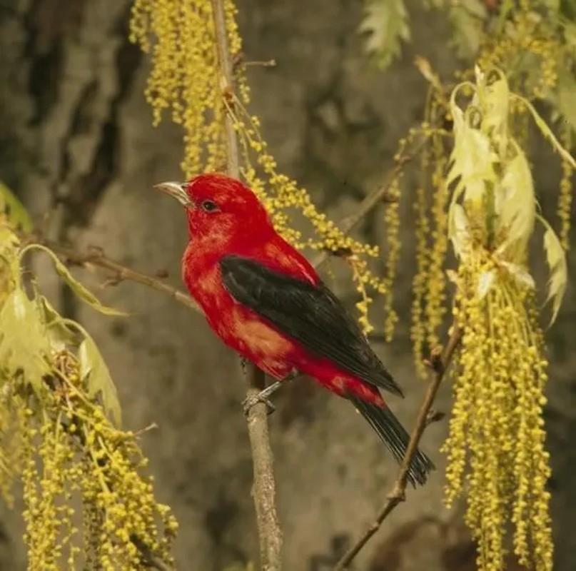 View - 	Khám phá vẻ đẹp của những loài chim có màu sắc ấn tượng