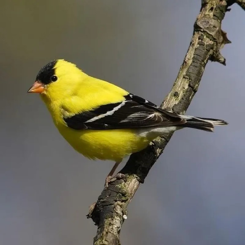 View - 	Khám phá vẻ đẹp của những loài chim có màu sắc ấn tượng