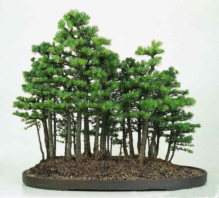 Chiem nguong loat bonsai doc dao, dep den say long-Hinh-10