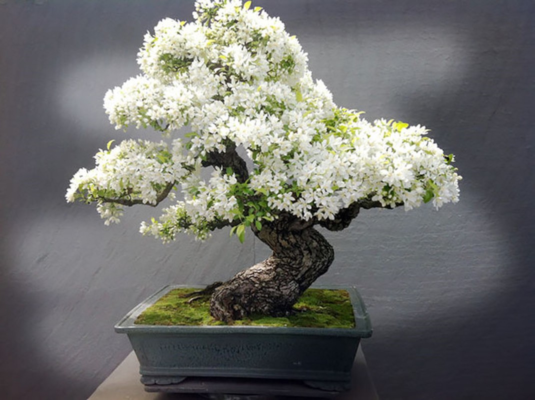 Chiem nguong loat bonsai doc dao, dep den say long-Hinh-2