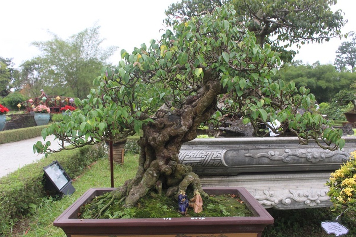 Chiem nguong loat bonsai doc dao, dep den say long-Hinh-4