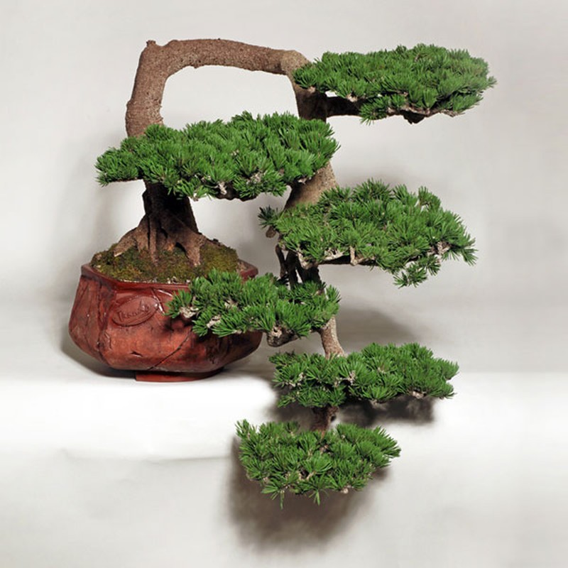 View - 	Chiêm ngưỡng loạt bonsai độc đáo, đẹp đến say lòng 