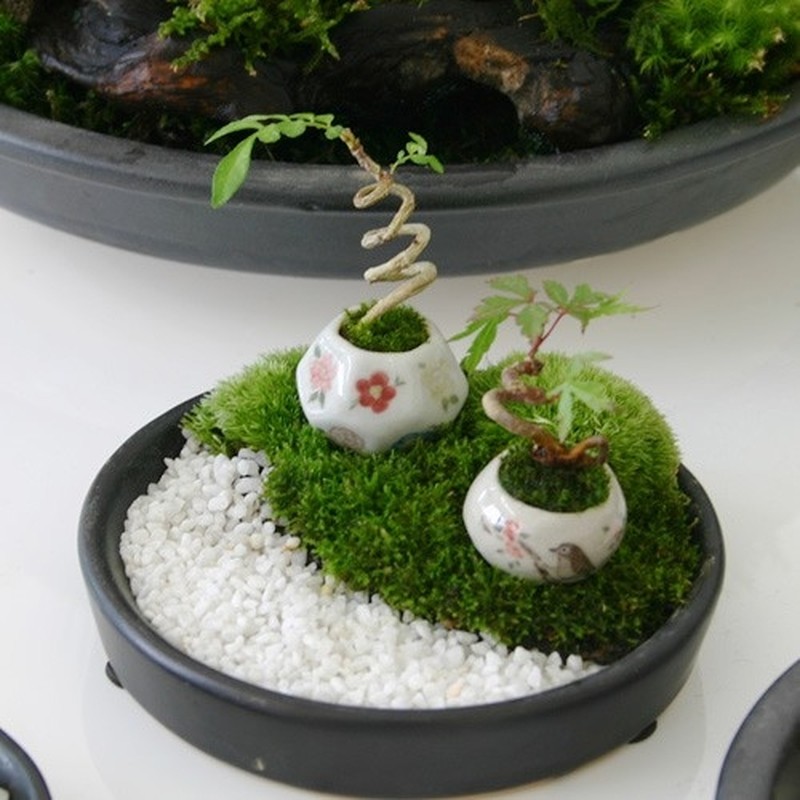 View - 	Ngắm bonsai siêu tí hon khiến người chơi “say đắm“