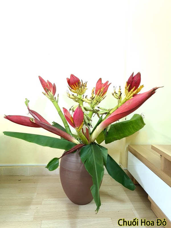 Hoa chuoi rung xuong pho bat ngo thanh dac san hut khach-Hinh-8