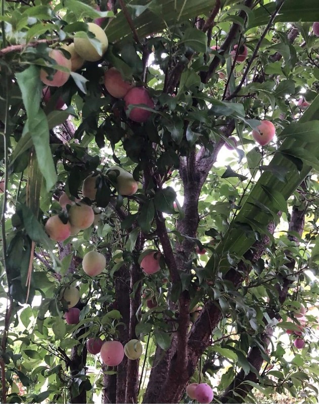 View - 	Khu vườn ngập hoa trái “ăn không hết” của Hà Thanh Xuân tại Mỹ
