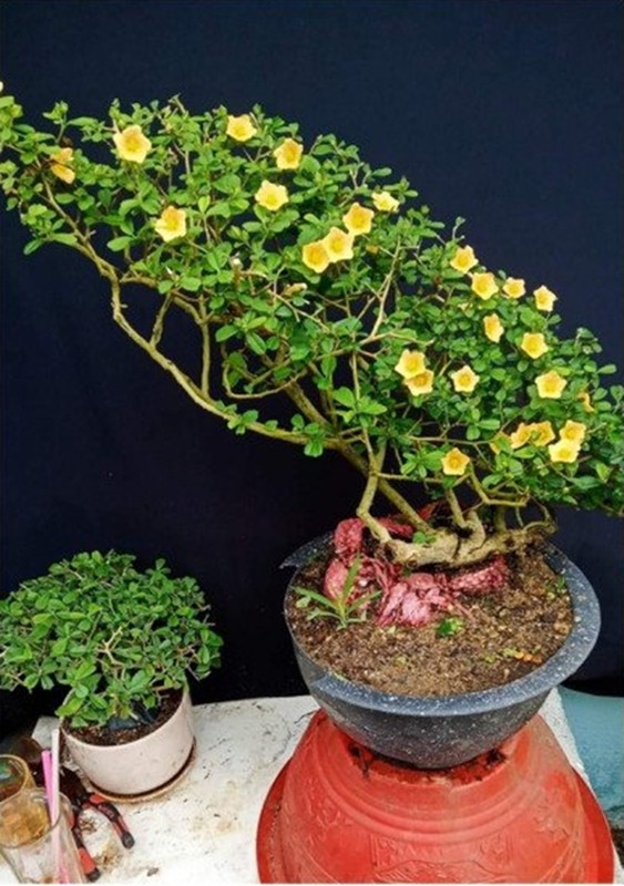 Cay dai moc bo bui bong len doi thanh bonsai gia chuc trieu-Hinh-3
