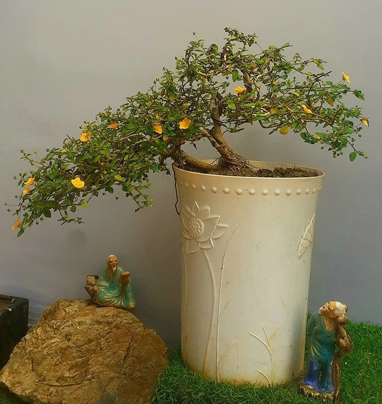 Cay dai moc bo bui bong len doi thanh bonsai gia chuc trieu-Hinh-4