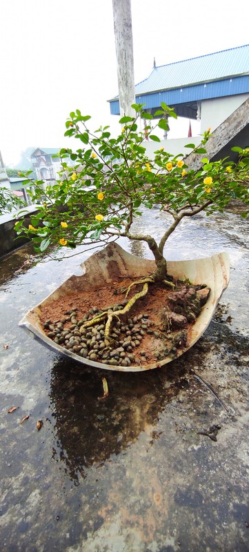 View - 	Cây dại mọc bờ bụi bỗng lên đời thành bonsai giá chục triệu