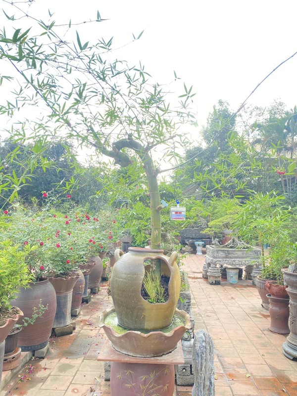 View - 	Ngắm tre bonsai “độc nhất vô nhị” đại gia tranh mua bằng mọi giá 