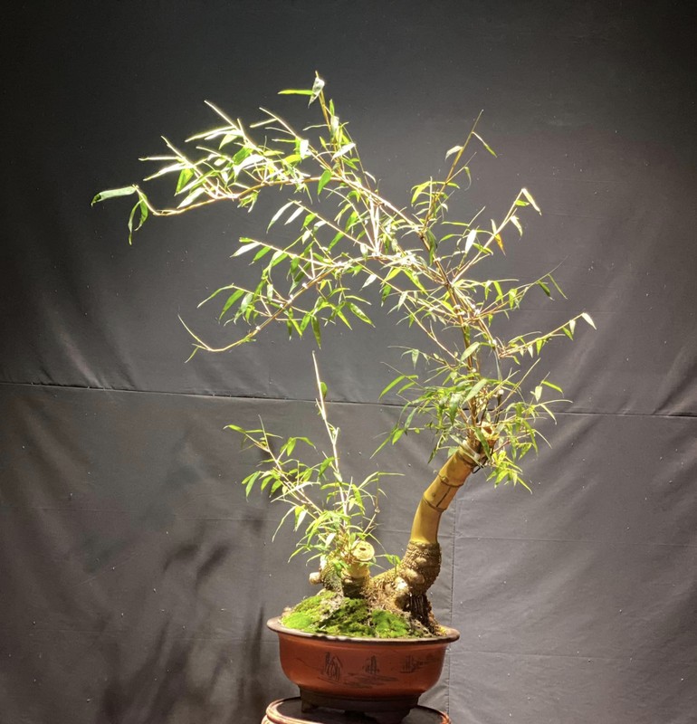 Ngam tre bonsai “doc nhat vo nhi” dai gia tranh mua bang moi gia-Hinh-13
